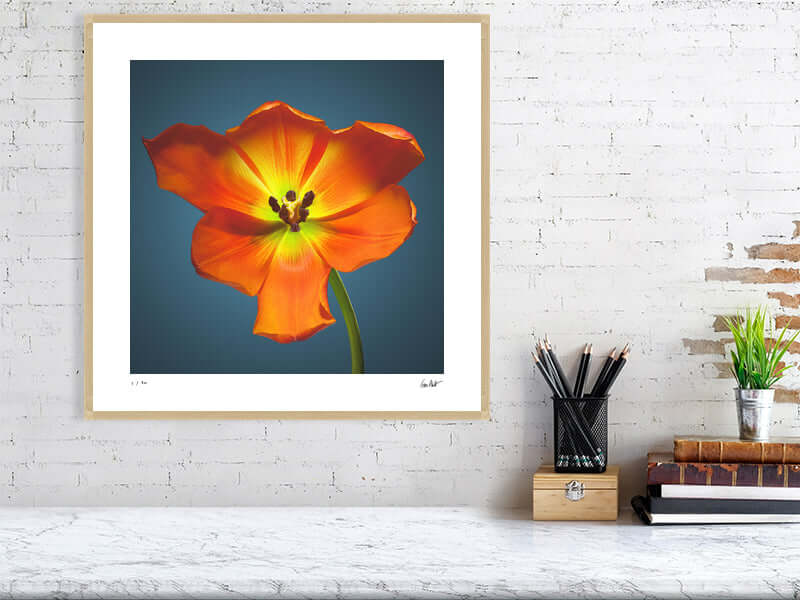 A bright orange Daydream tulip by by macro flower photographer Tim Platt available online from Tim Platt Fine Art Photography Prints