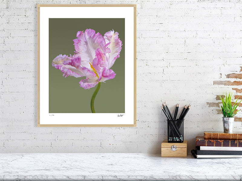 Pink parrot tulip by Tim Platt Fine Art Photography