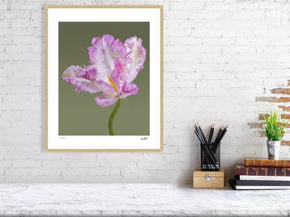 Pink parrot tulip by Tim Platt Fine Art Photography
