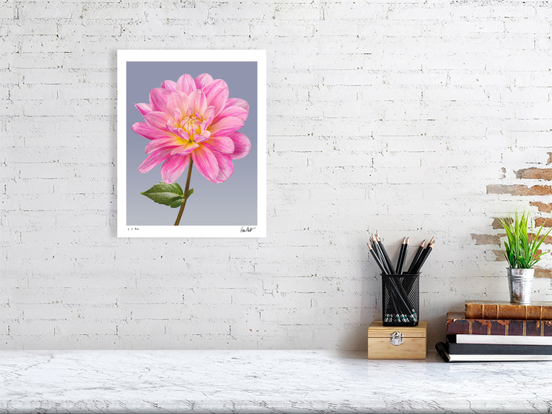 Pink dahlia by Tim Platt Fine Art Photography