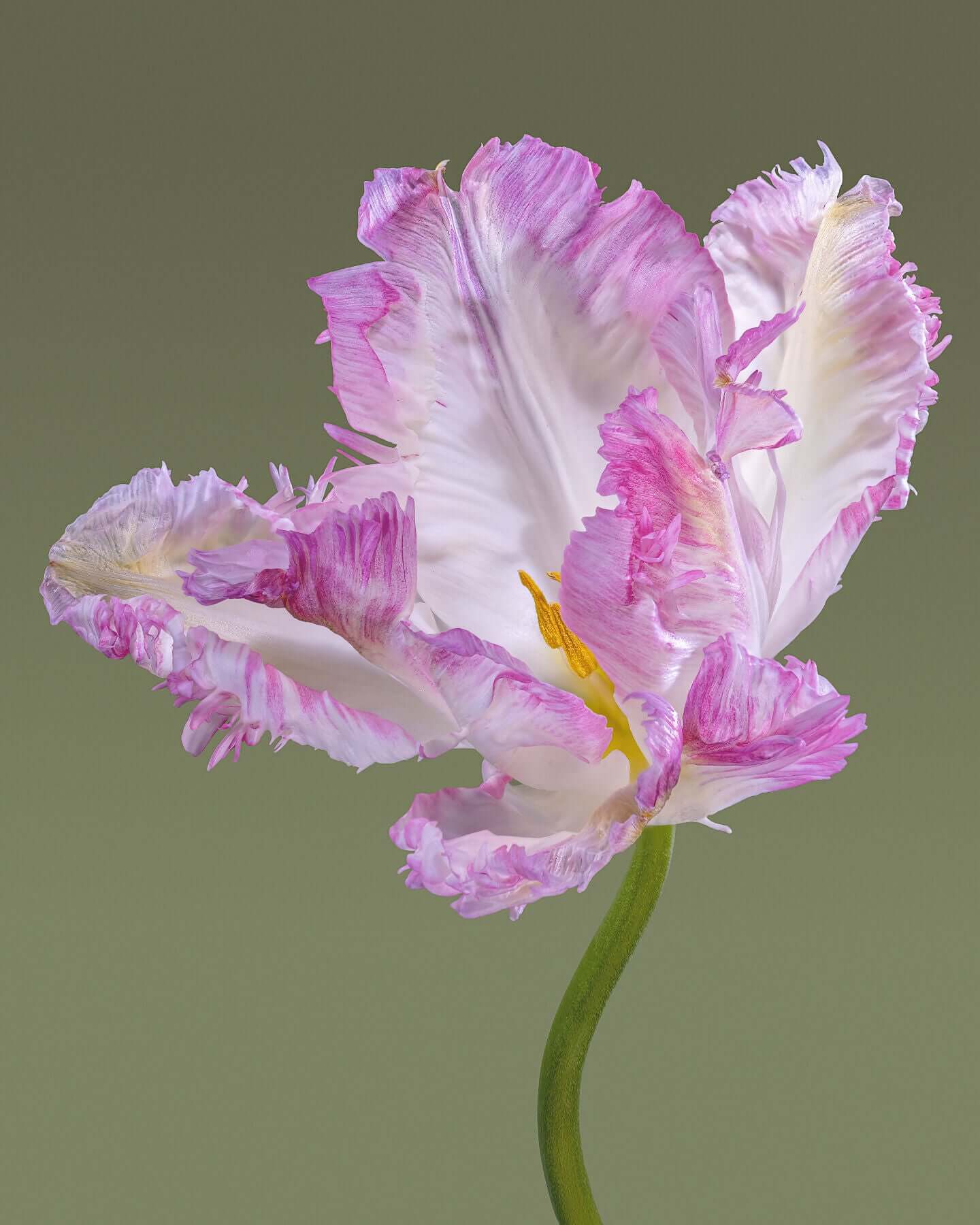 Pink parrot tulip by Tim Platt Fine Art Photography