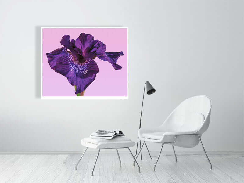 Purple Siberian Iris flower close-up by fine art photographer Tim Platt available from Tim Platt Fine Art Photography Prints