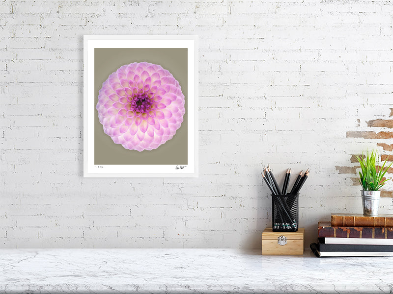 Ball dahlia #2 by Tim Platt Fine Art Photography