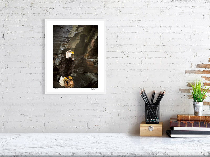 A Bald Eagle is perched against a rocky cliff face by photographer Tim Platt available online from Tim Platt Fine Art Photography Prints