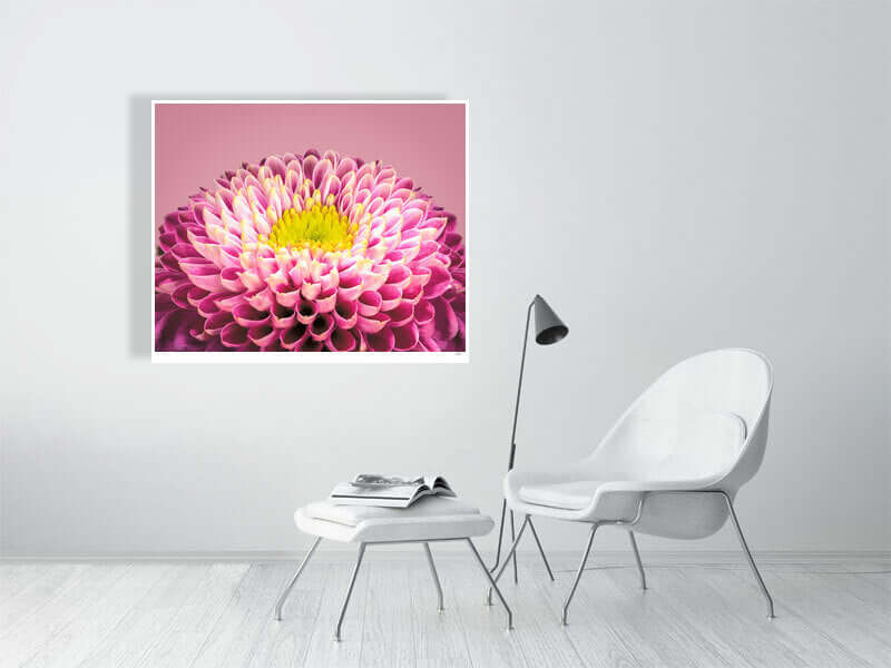 Pink and yellow Chrysanthemum flower by fine art photographer Tim Platt available from Tim Platt Fine Art Photography Prints