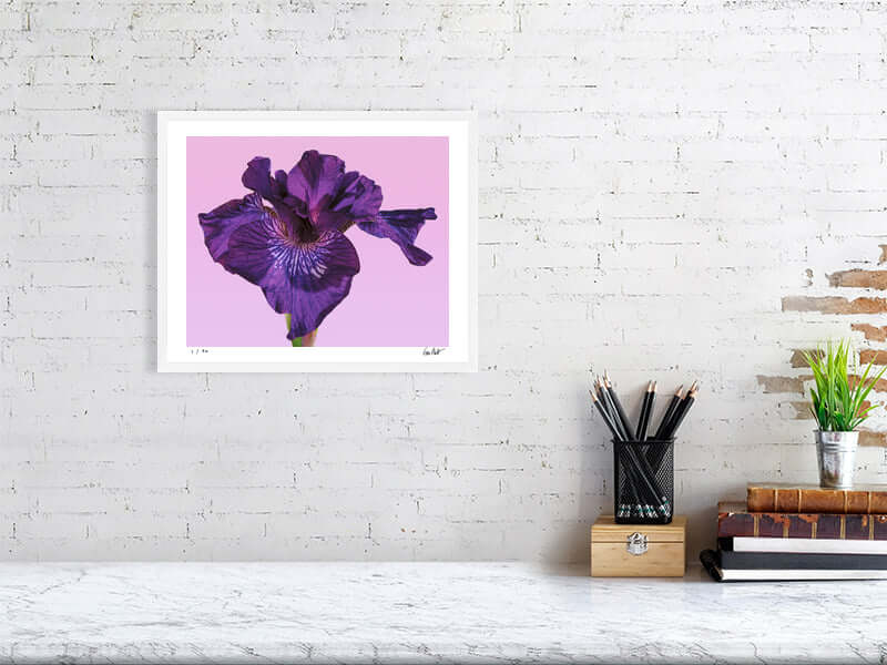 Purple Siberian Iris flower close-up by fine art photographer Tim Platt available from Tim Platt Fine Art Photography Prints