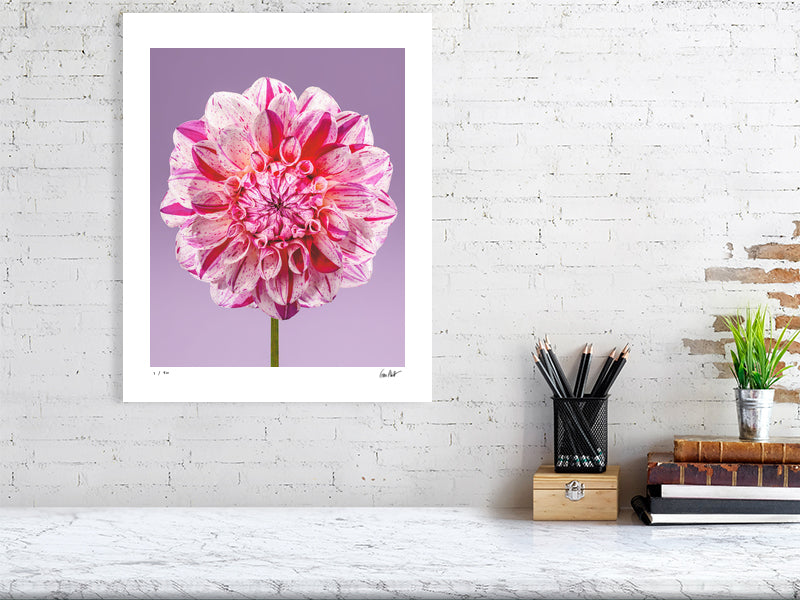 Painted Lady dahlia by Tim Platt Fine Art Photography