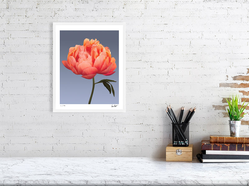 Coral peony by Tim Platt Fine Art Photography