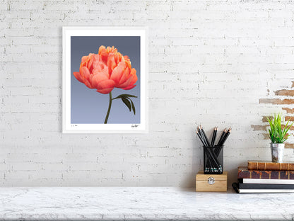 Coral peony by Tim Platt Fine Art Photography