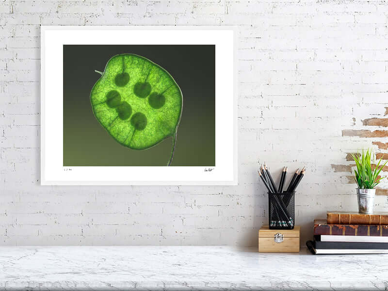 Bright green Honesty seed head by macro flower photographer Tim Platt available online from Tim Platt Fine Art Photography Prints