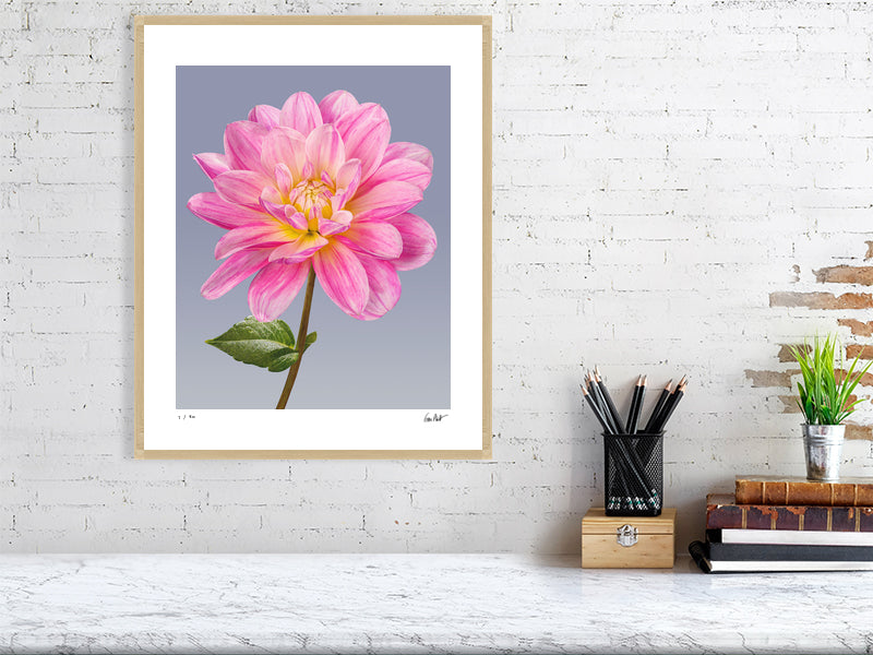 Pink dahlia by Tim Platt Fine Art Photography