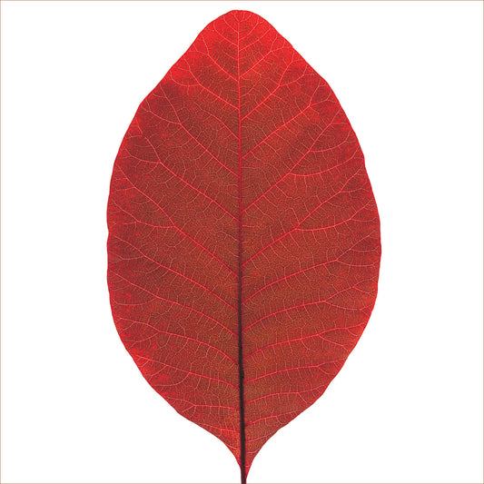 Smoke tree autumn leaf