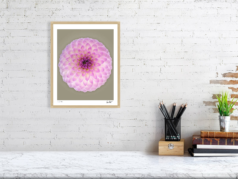 Ball dahlia #2 by Tim Platt Fine Art Photography