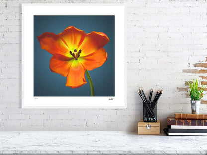 A bright orange Daydream tulip by by macro flower photographer Tim Platt available online from Tim Platt Fine Art Photography Prints