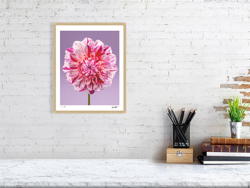 Painted Lady dahlia by Tim Platt Fine Art Photography