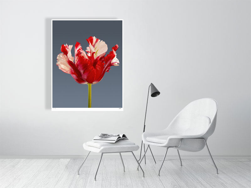 Estella Rijnveld Parrot tulip by Tim Platt Fine Art Photography