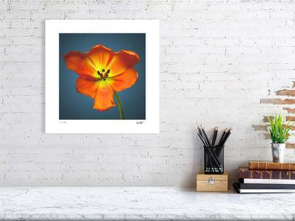 A bright orange Daydream tulip by by macro flower photographer Tim Platt available online from Tim Platt Fine Art Photography Prints