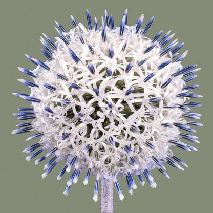 Flowering thistle seed head by art photographer Tim Platt limited edition print from Tim Platt Fine Art Photography Prints