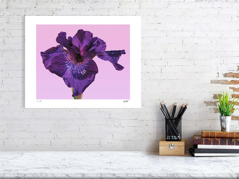 Purple Siberian Iris flower close-up by fine art photographer Tim Platt available from Tim Platt Fine Art Photography Prints