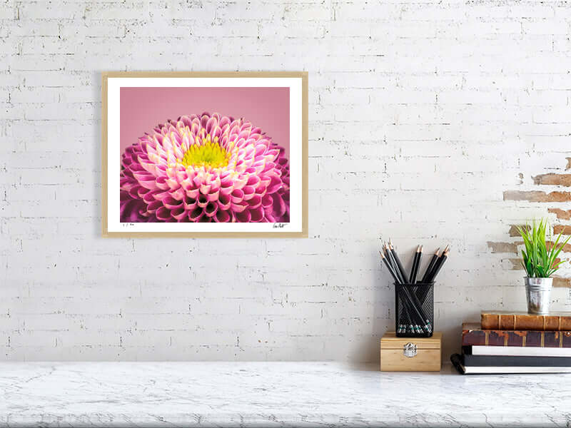 Pink and yellow Chrysanthemum flower by fine art photographer Tim Platt available from Tim Platt Fine Art Photography Prints