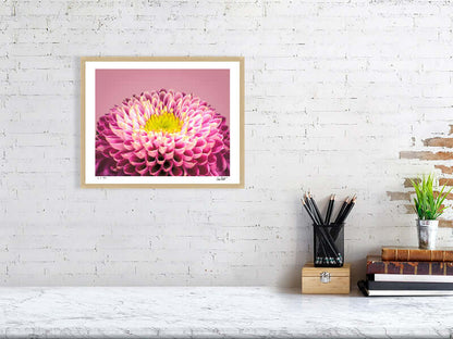 Pink and yellow Chrysanthemum flower by fine art photographer Tim Platt available from Tim Platt Fine Art Photography Prints