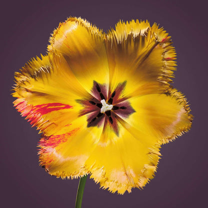 A bright yellow Crystal Star tulip by by macro flower photographer Tim Platt available online from Tim Platt Fine Art Photography Prints