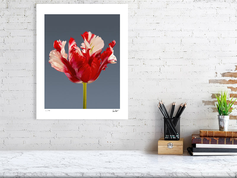 Estella Rijnveld Parrot tulip by Tim Platt Fine Art Photography