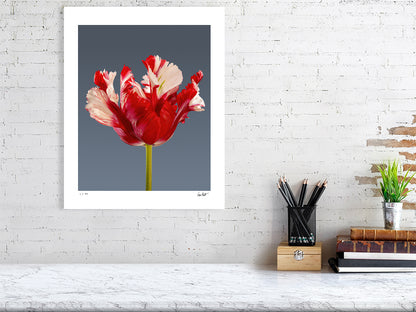 Estella Rijnveld Parrot tulip by Tim Platt Fine Art Photography