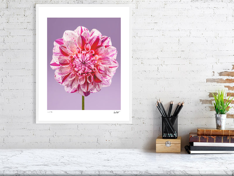 Painted Lady dahlia by Tim Platt Fine Art Photography