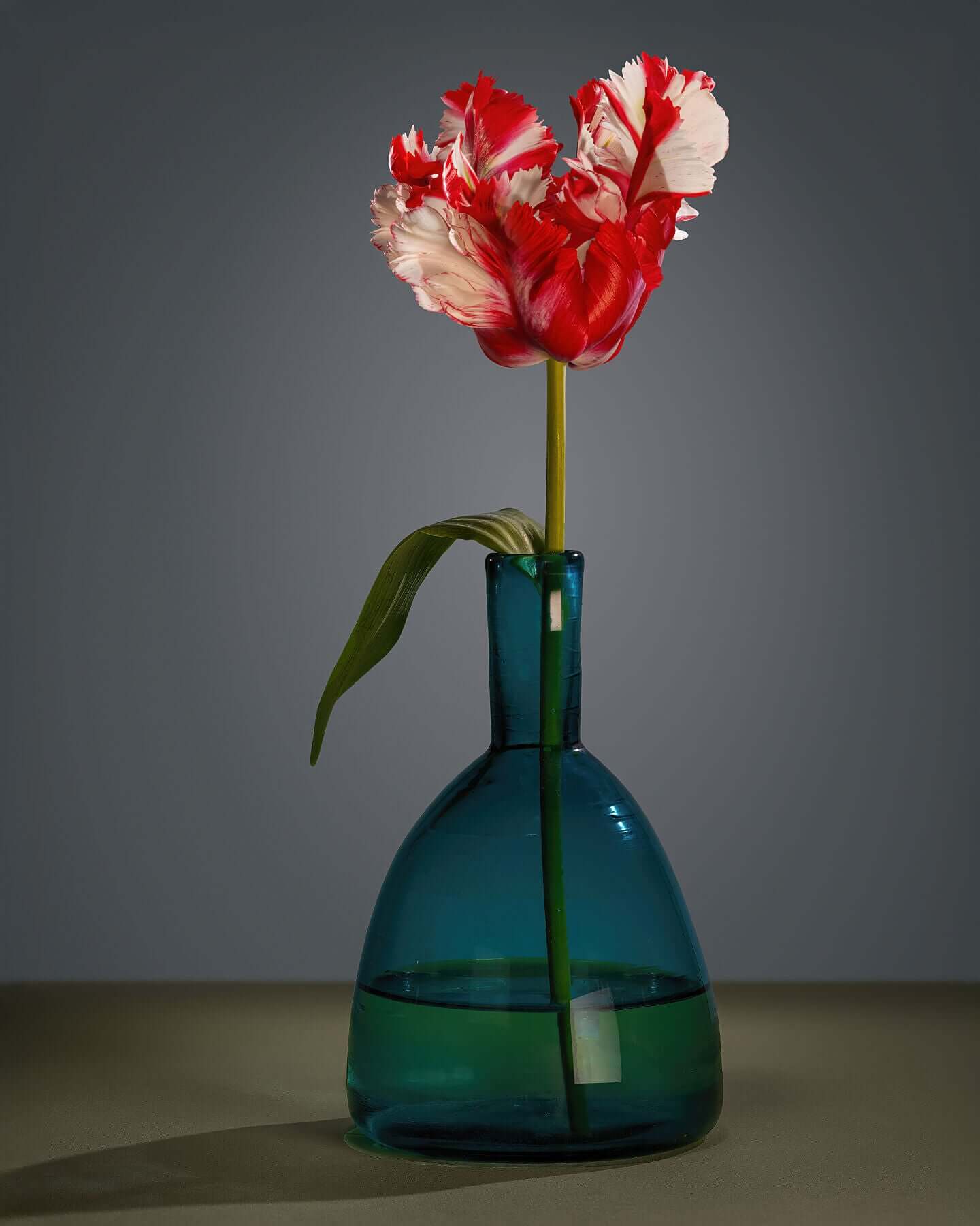 Red & white Parrot tulip and blue glass vase still-life by Tim Platt Fine Art Photography
