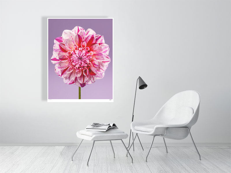 Painted Lady dahlia by Tim Platt Fine Art Photography