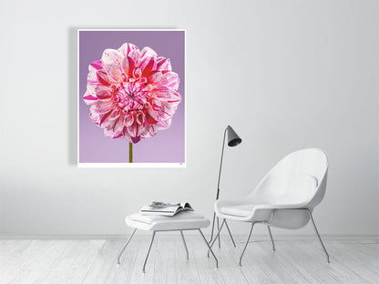 Painted Lady dahlia by Tim Platt Fine Art Photography