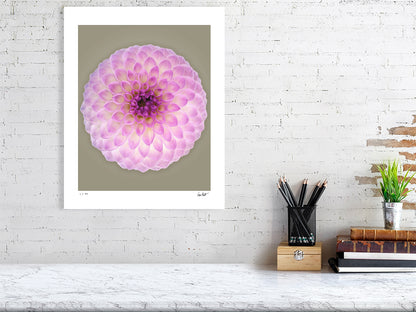Ball dahlia #2 by Tim Platt Fine Art Photography
