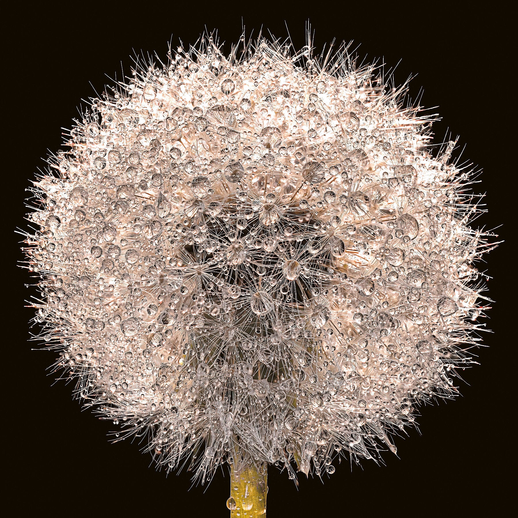 A close-up of a dandelion clock sparkling with rain drops by photographer Tim Platt available online from Tim Platt Fine Art Photography Prints