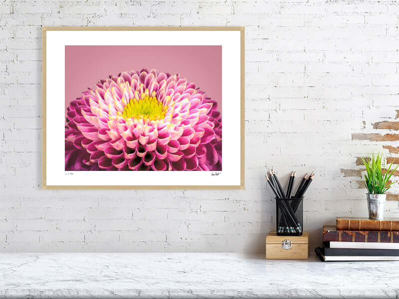 Pink and yellow Chrysanthemum flower by fine art photographer Tim Platt available from Tim Platt Fine Art Photography Prints