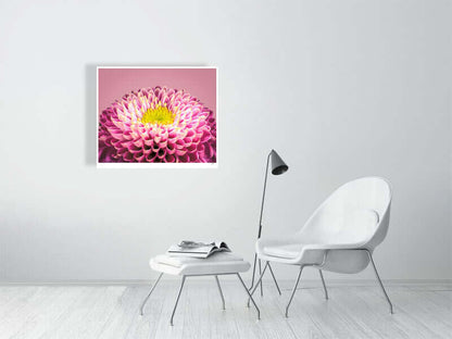 Pink and yellow Chrysanthemum flower by fine art photographer Tim Platt available from Tim Platt Fine Art Photography Prints