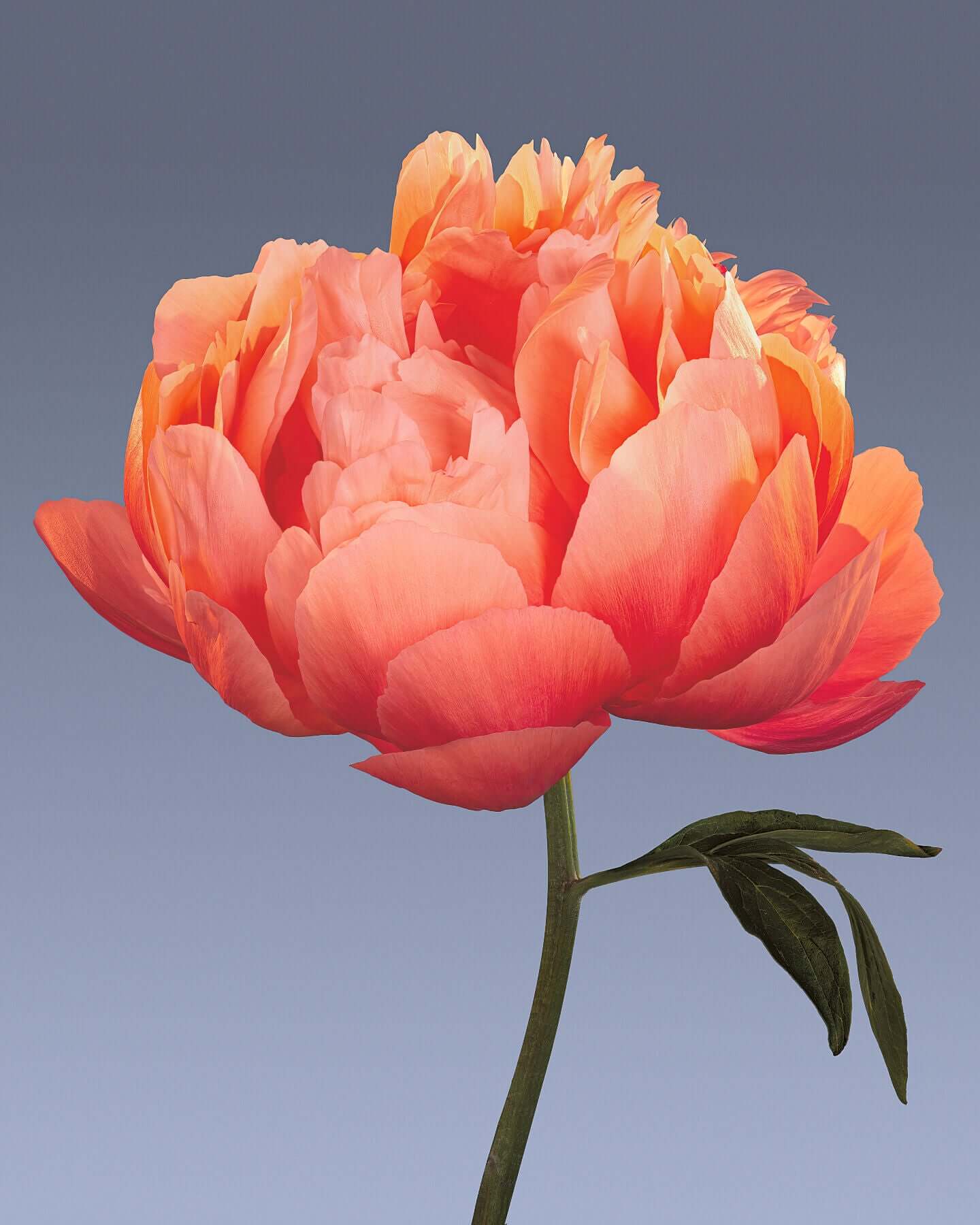 Coral peony by Tim Platt Fine Art Photography
