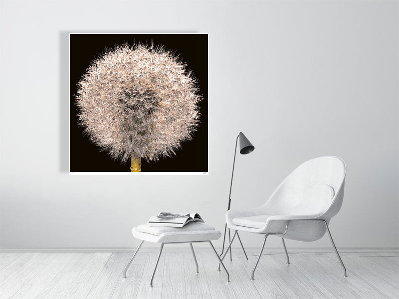 A close-up of a dandelion clock sparkling with rain drops by photographer Tim Platt available online from Tim Platt Fine Art Photography Prints