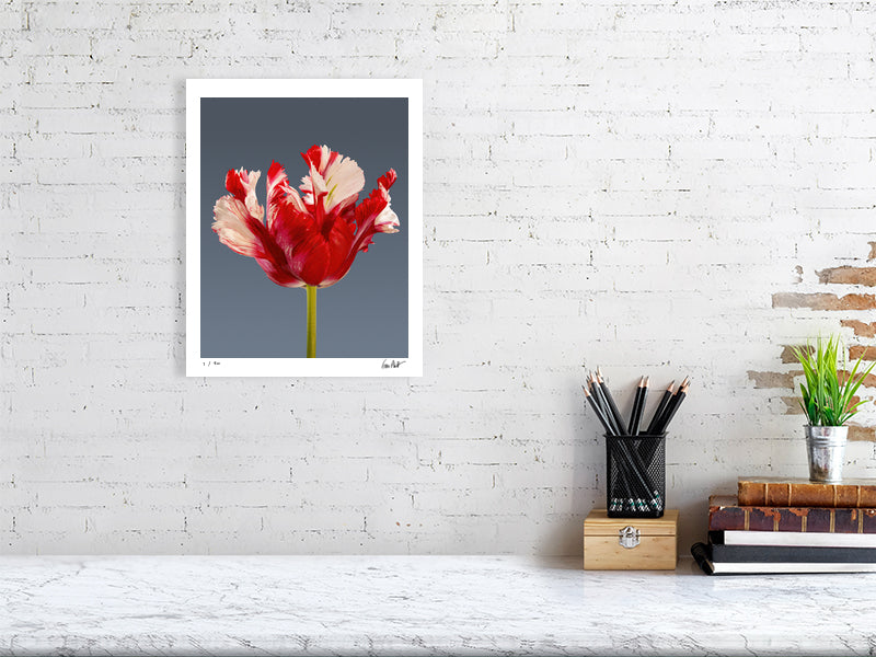 Estella Rijnveld Parrot tulip by Tim Platt Fine Art Photography
