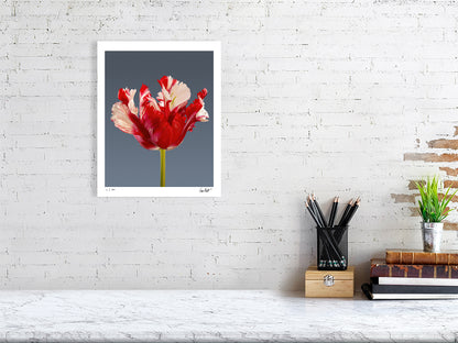 Estella Rijnveld Parrot tulip by Tim Platt Fine Art Photography