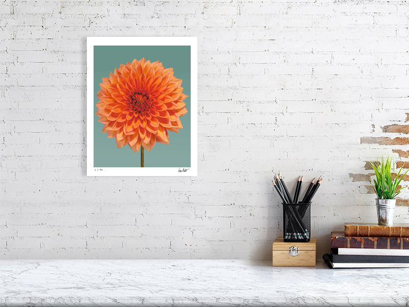 Orange dahlia by Tim Platt Fine Art Photography