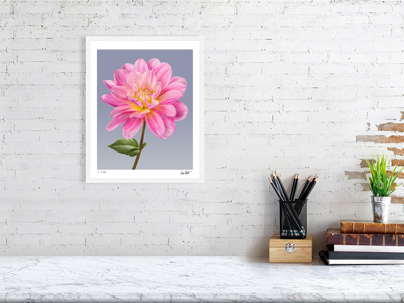 Pink dahlia by Tim Platt Fine Art Photography