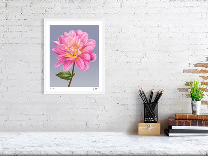Pink dahlia by Tim Platt Fine Art Photography