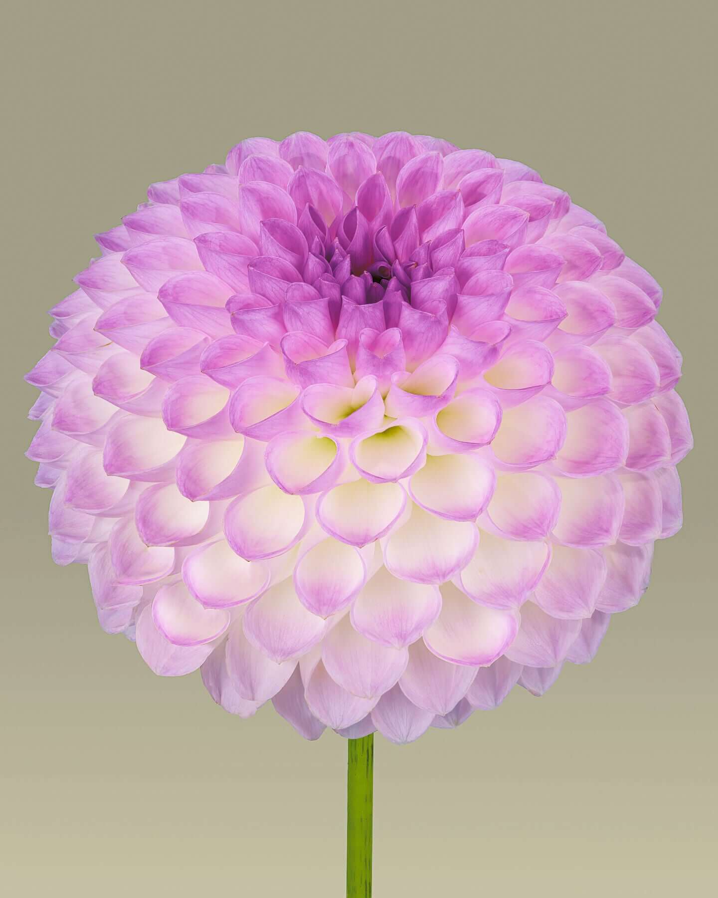 Ball dahlia #1 by Tim Platt Fine Art Photography