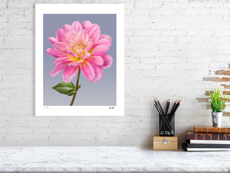 Pink dahlia by Tim Platt Fine Art Photography