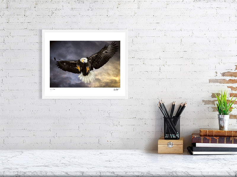 A Bald Eagle swoops in mid-flight against a dramatic sky by photographer Tim Platt available online from Tim Platt Fine Art Photography Prints