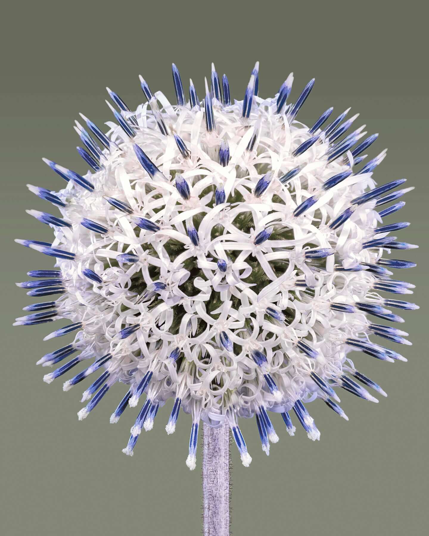 Globe Thistle by Tim Platt Fine Art Photography