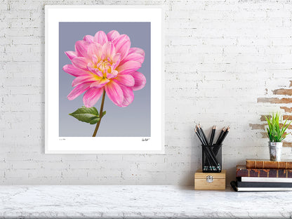 Pink dahlia by Tim Platt Fine Art Photography