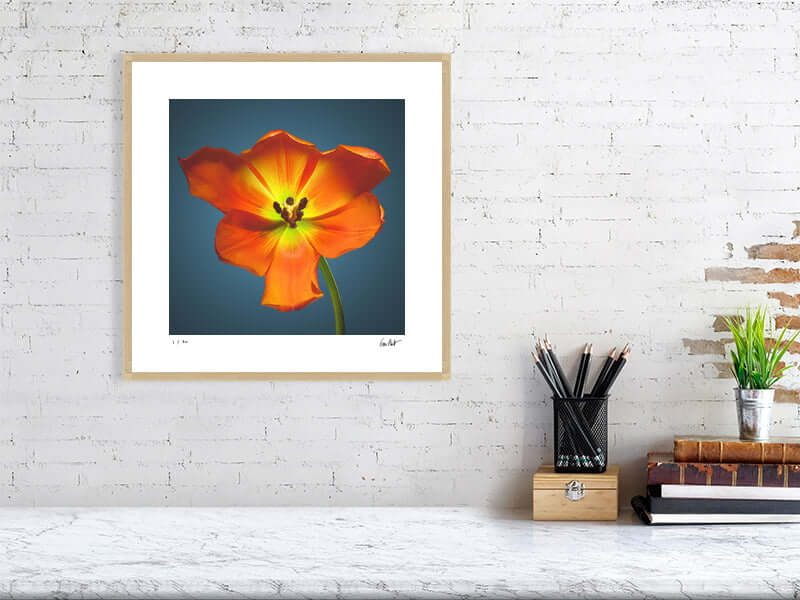 A bright orange Daydream tulip by by macro flower photographer Tim Platt available online from Tim Platt Fine Art Photography Prints