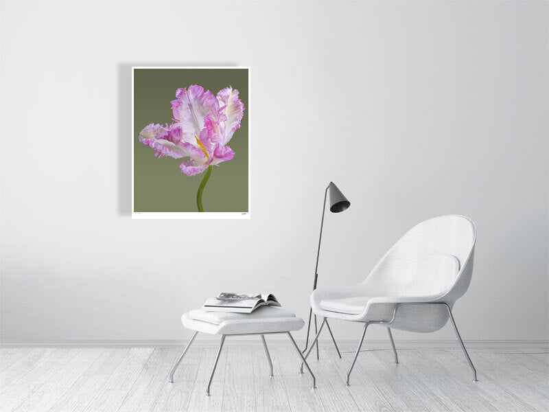 Pink parrot tulip by Tim Platt Fine Art Photography
